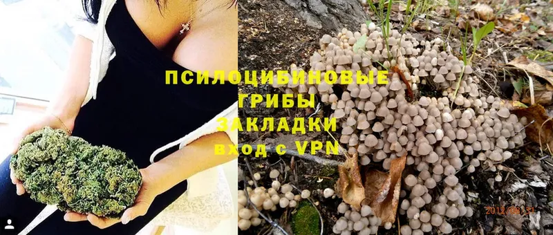 Галлюциногенные грибы Cubensis  Курильск 